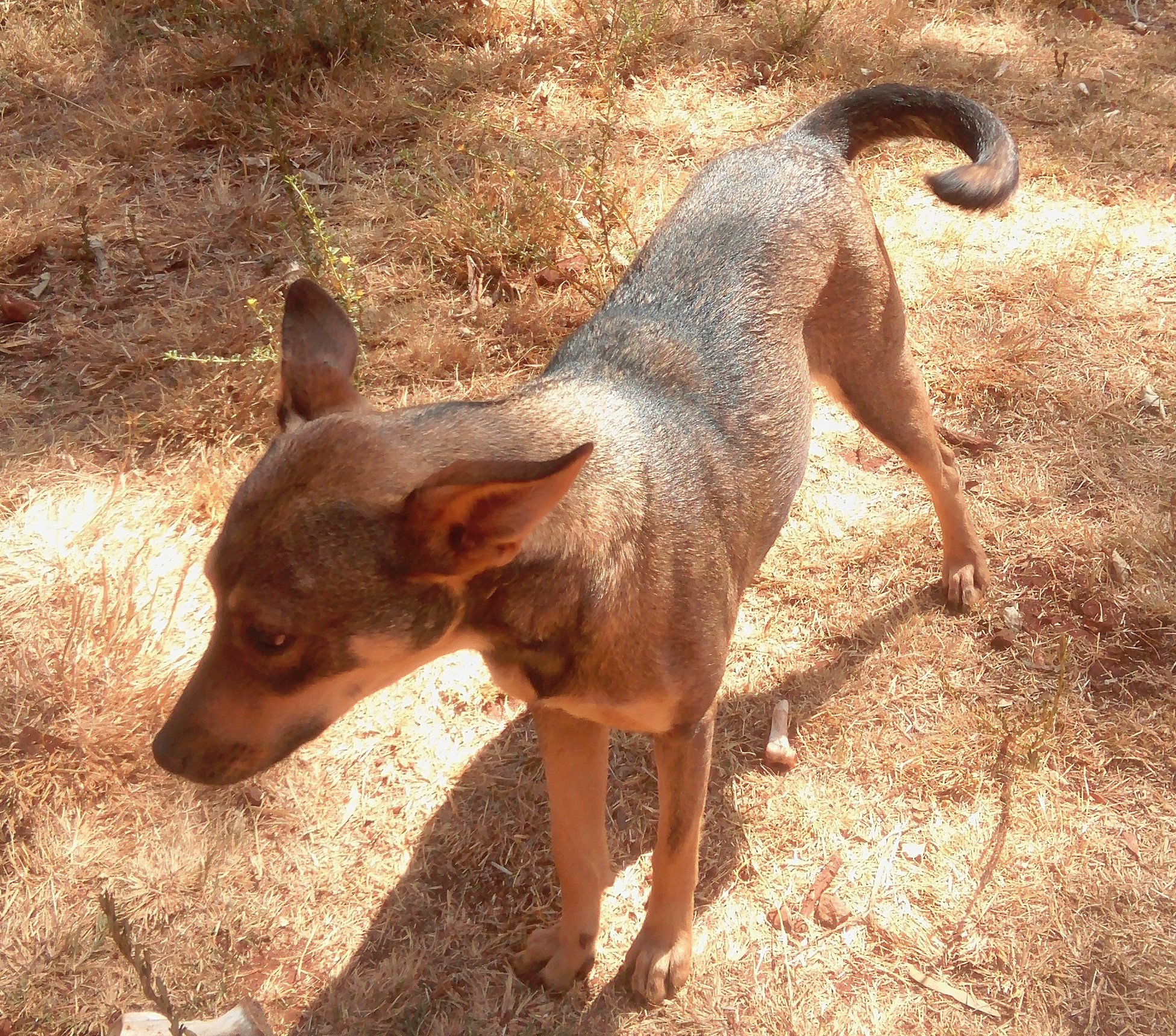 New Pet: Rackel