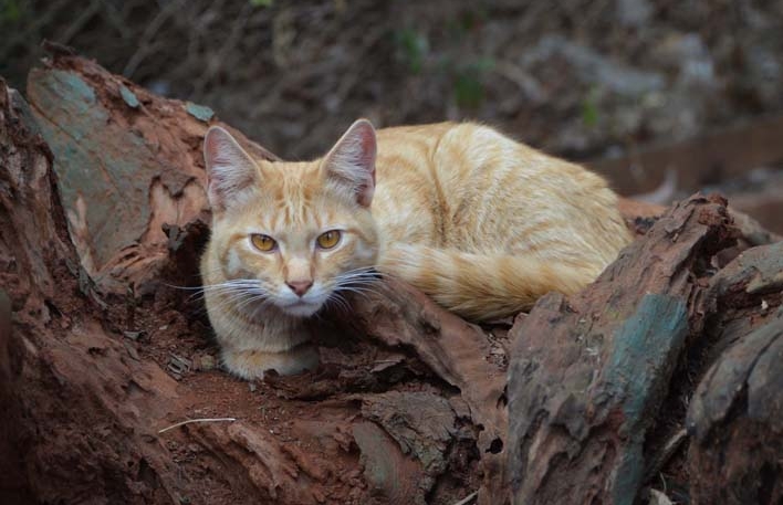 Hot Pet: Hazel