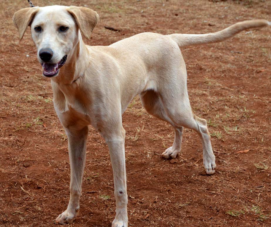 Hot Pet: Rex