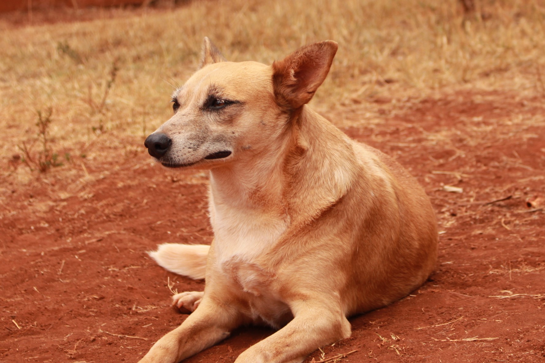 Hot Pet : Layla