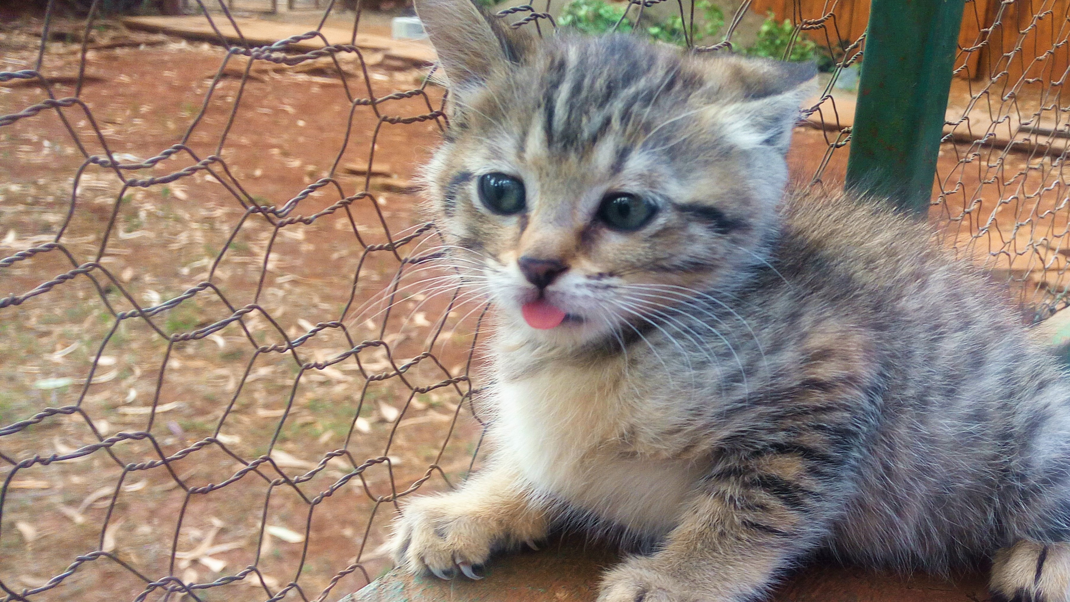 Hot Pet: Pookie