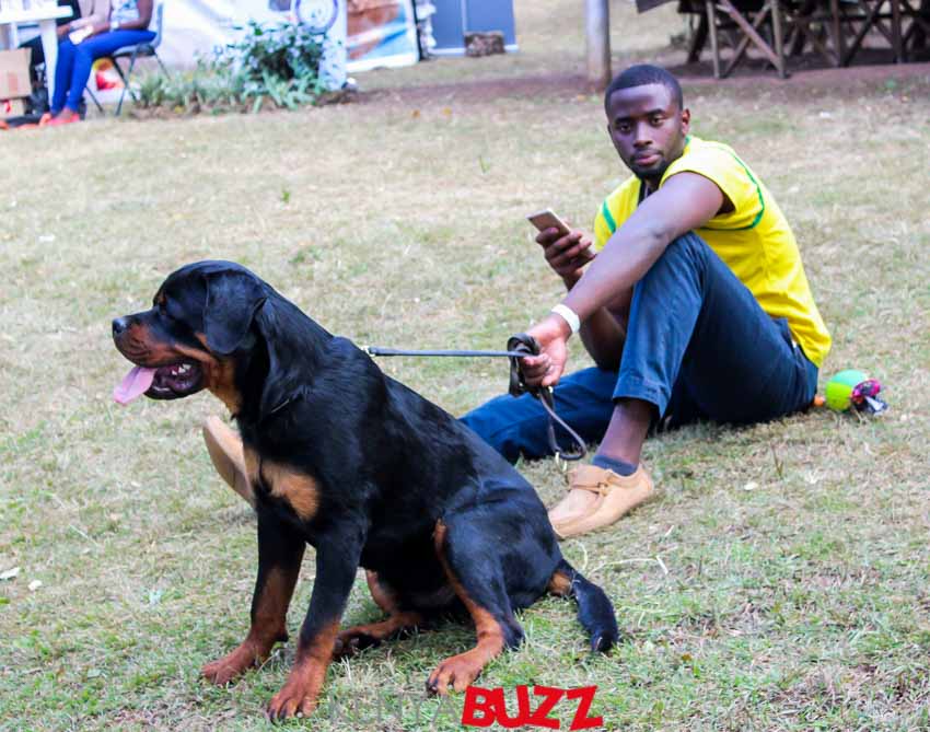 51st LKA Championship Dog Show at East Africa Kennel Club (17/2/2018 and 18/3/2018) KenyaBuzz 51st LKA Championship Dog Show at East Africa Kennel Club (17/2/2018 and 18/3/2018) KenyaBuzz