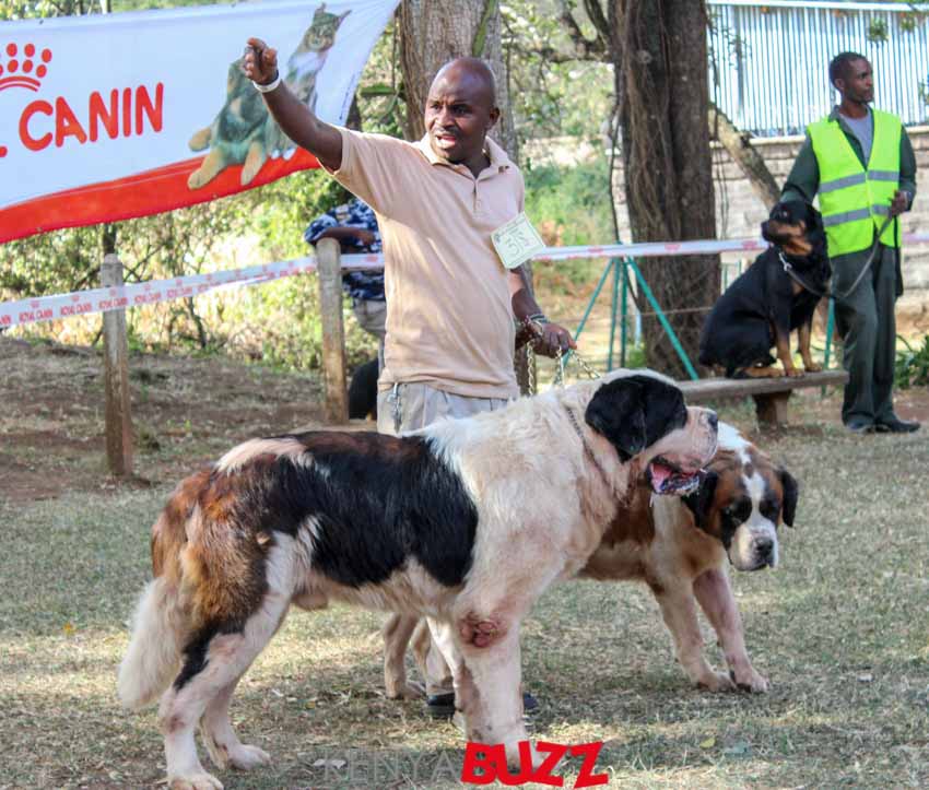 51st LKA Championship Dog Show at East Africa Kennel Club (17/2/2018 and 18/3/2018) KenyaBuzz 51st LKA Championship Dog Show at East Africa Kennel Club (17/2/2018 and 18/3/2018) KenyaBuzz