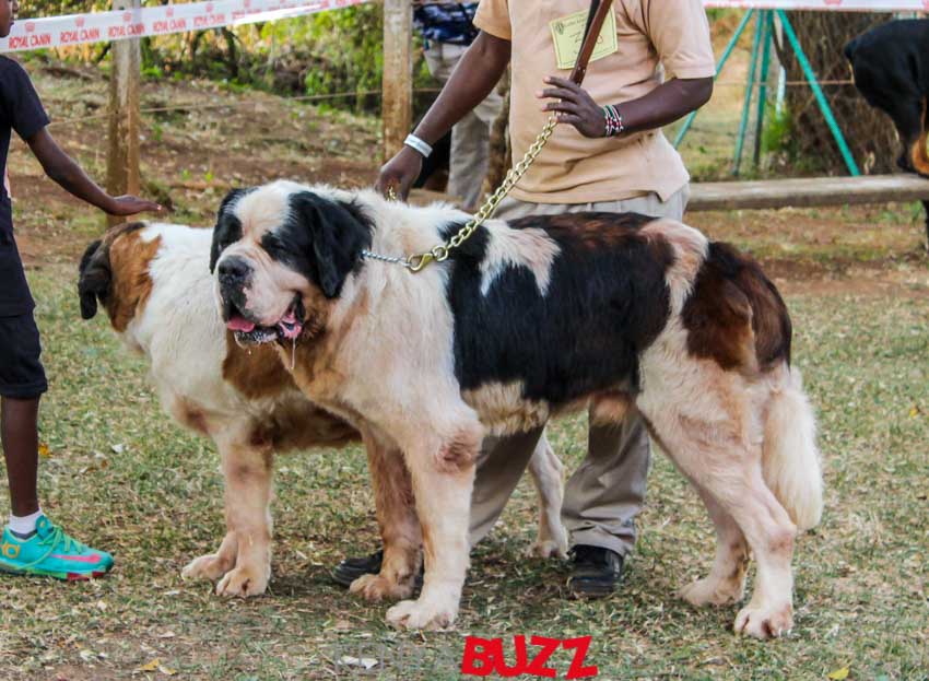 51st LKA Championship Dog Show at East Africa Kennel Club (17/2/2018 and 18/3/2018) KenyaBuzz 51st LKA Championship Dog Show at East Africa Kennel Club (17/2/2018 and 18/3/2018) KenyaBuzz
