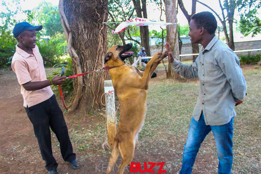 51st LKA Championship Dog Show at East Africa Kennel Club (17/2/2018 and 18/3/2018) KenyaBuzz 51st LKA Championship Dog Show at East Africa Kennel Club (17/2/2018 and 18/3/2018) KenyaBuzz