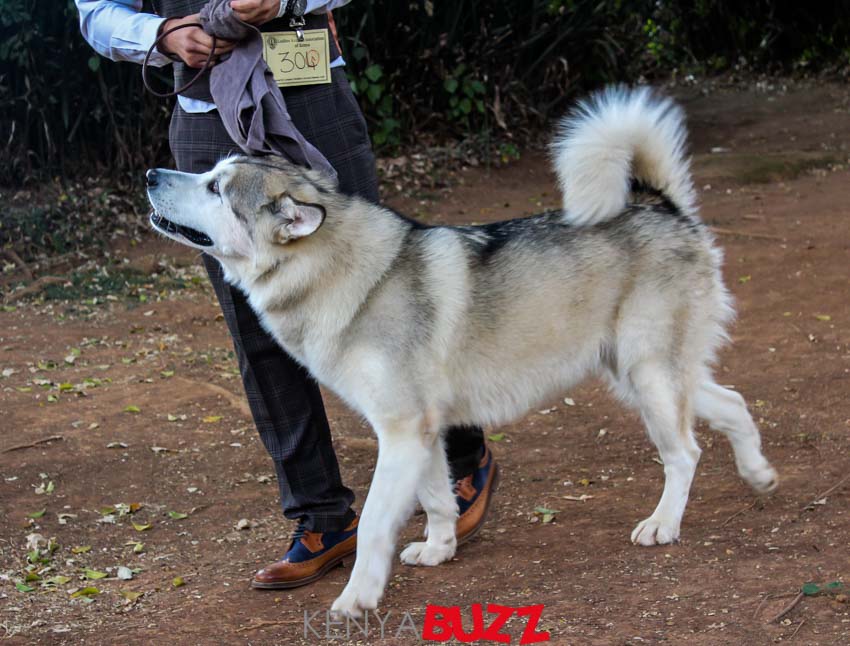 51st LKA Championship Dog Show at East Africa Kennel Club (17/2/2018 and 18/3/2018) KenyaBuzz 51st LKA Championship Dog Show at East Africa Kennel Club (17/2/2018 and 18/3/2018) KenyaBuzz