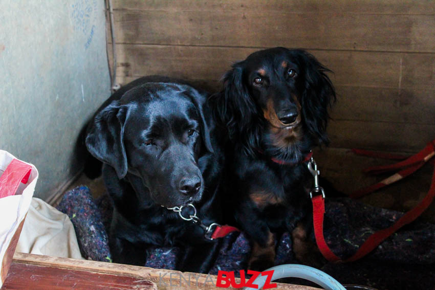 51st LKA Championship Dog Show at East Africa Kennel Club (17/2/2018 and 18/3/2018) KenyaBuzz 51st LKA Championship Dog Show at East Africa Kennel Club (17/2/2018 and 18/3/2018) KenyaBuzz