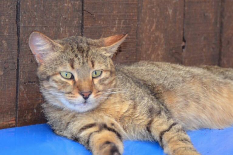 Hot Pet : Felix