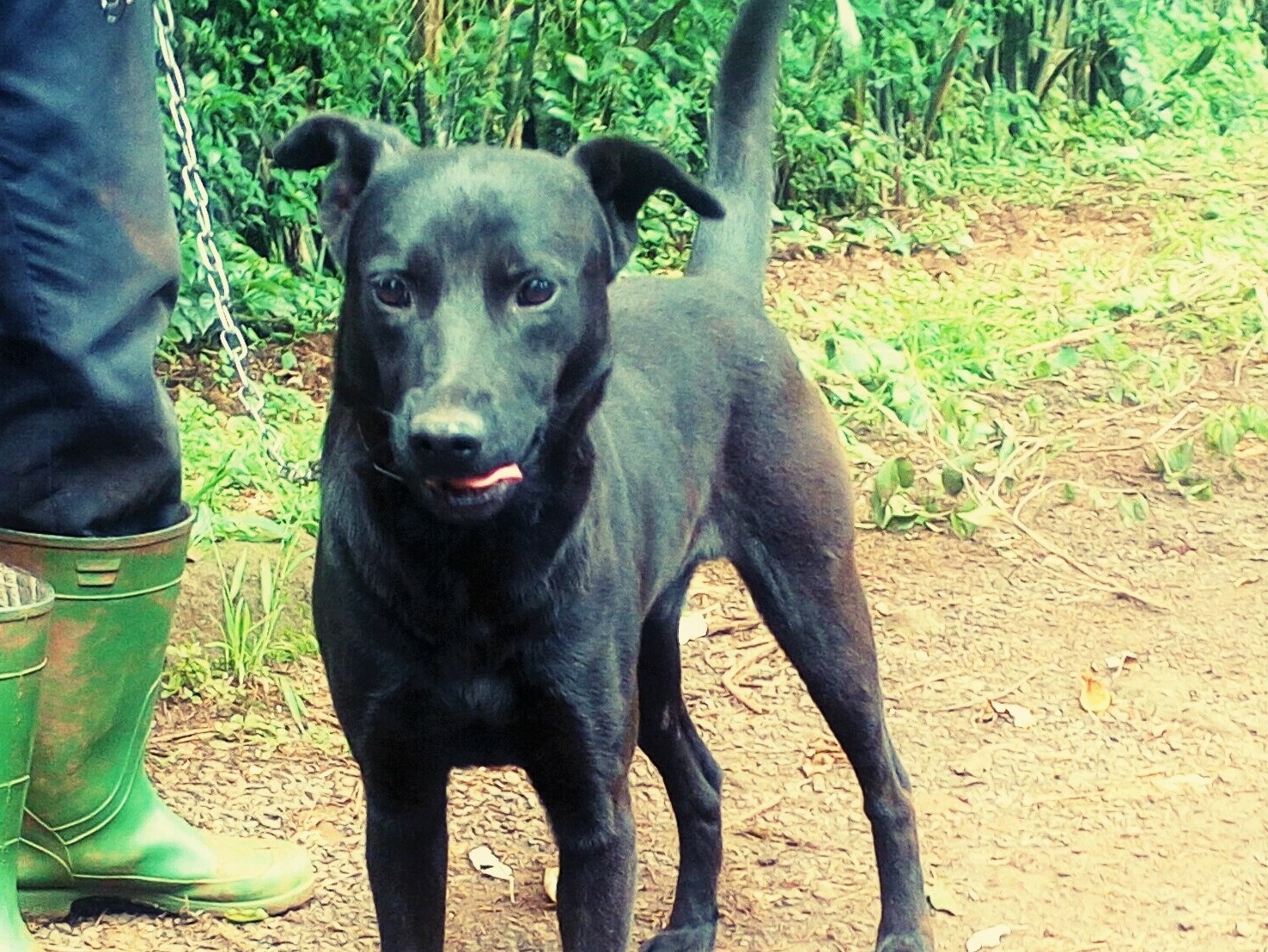 Hot Pet: Scout