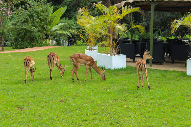 Dari Restaurant Review: Enjoying the Perfect Steak in the Embrace of Nature – KenyaBuzz LifeStyle