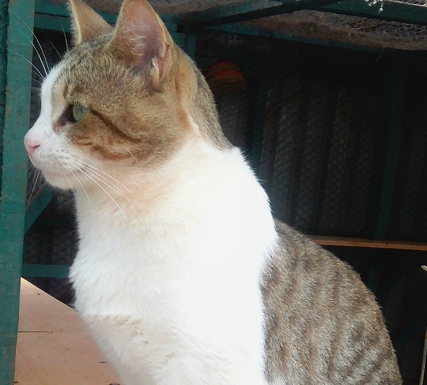 New Pet: Tom