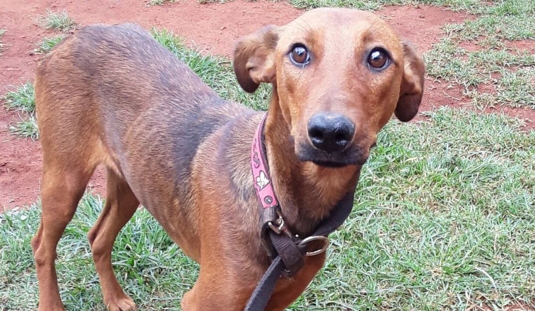 Pet of the Week: Ruby