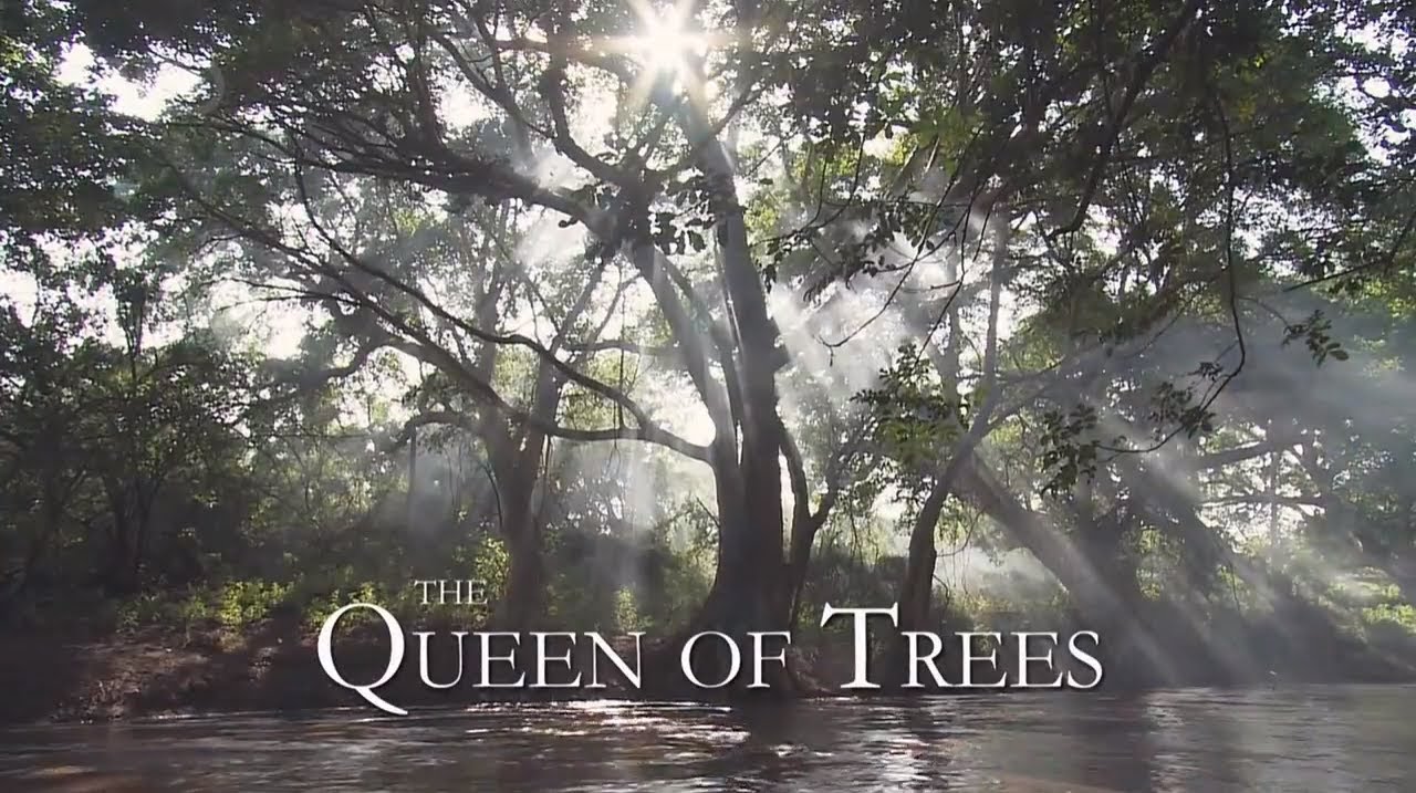 Queen trees