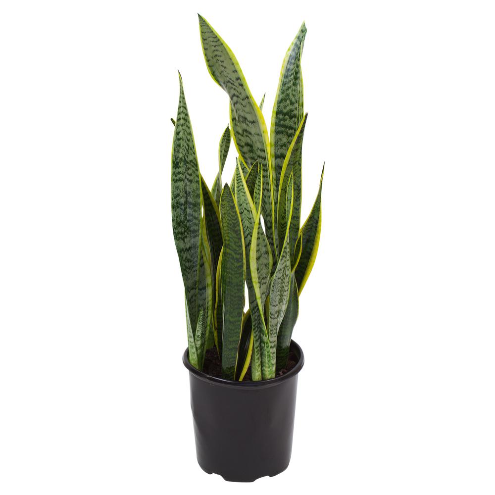 In addition to providing a bit of ambiance, snake. Snake Plant . 5 Houseplants to Buy and Where to Order Them Online ...