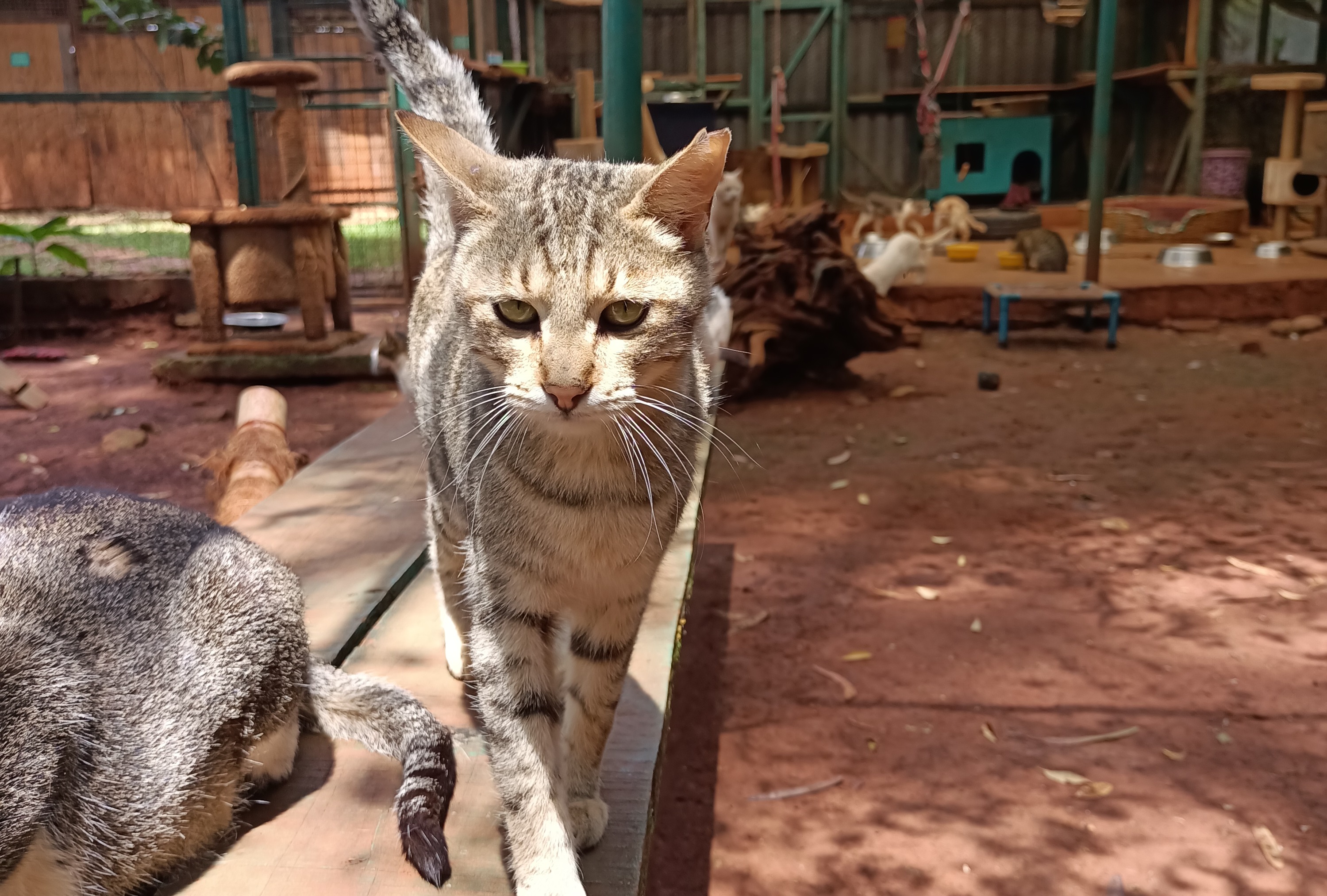 Joy: Pet of the Week