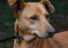 Joeyson: Pet of the Week