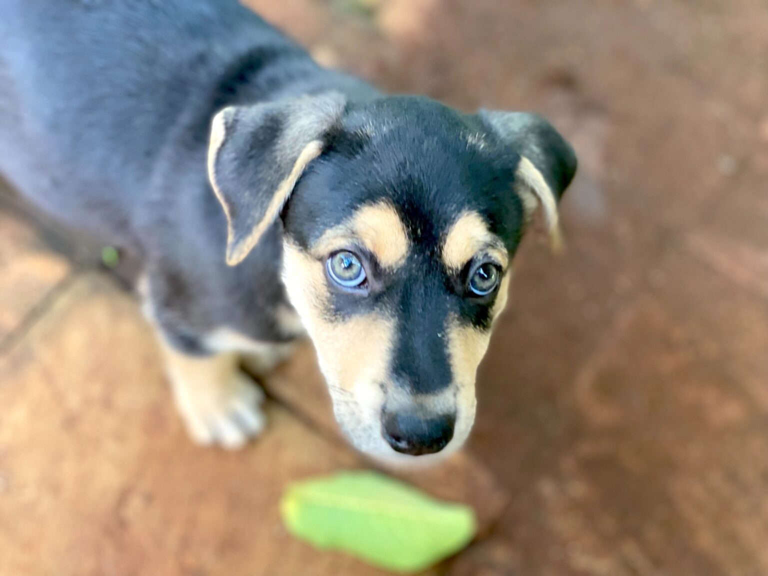 Bertie: Pet of the Week